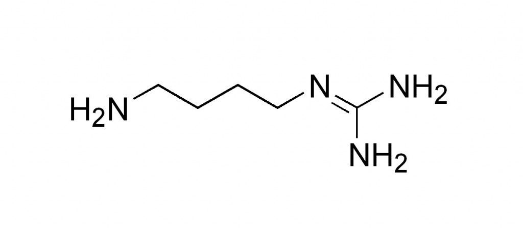 agmatine-true-nutrition-1024x448