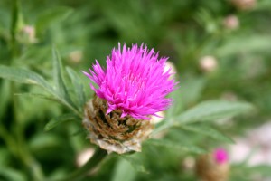pink-thistle-flower