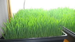 02-20-12-barley-fodder-sprouting-008
